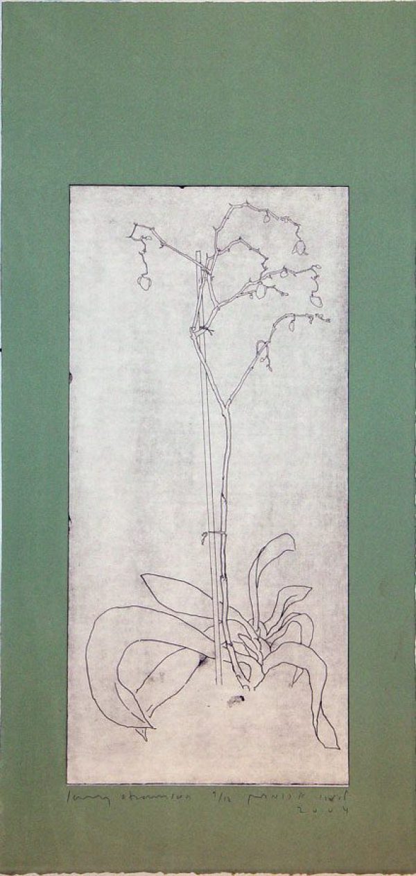 Orchid I