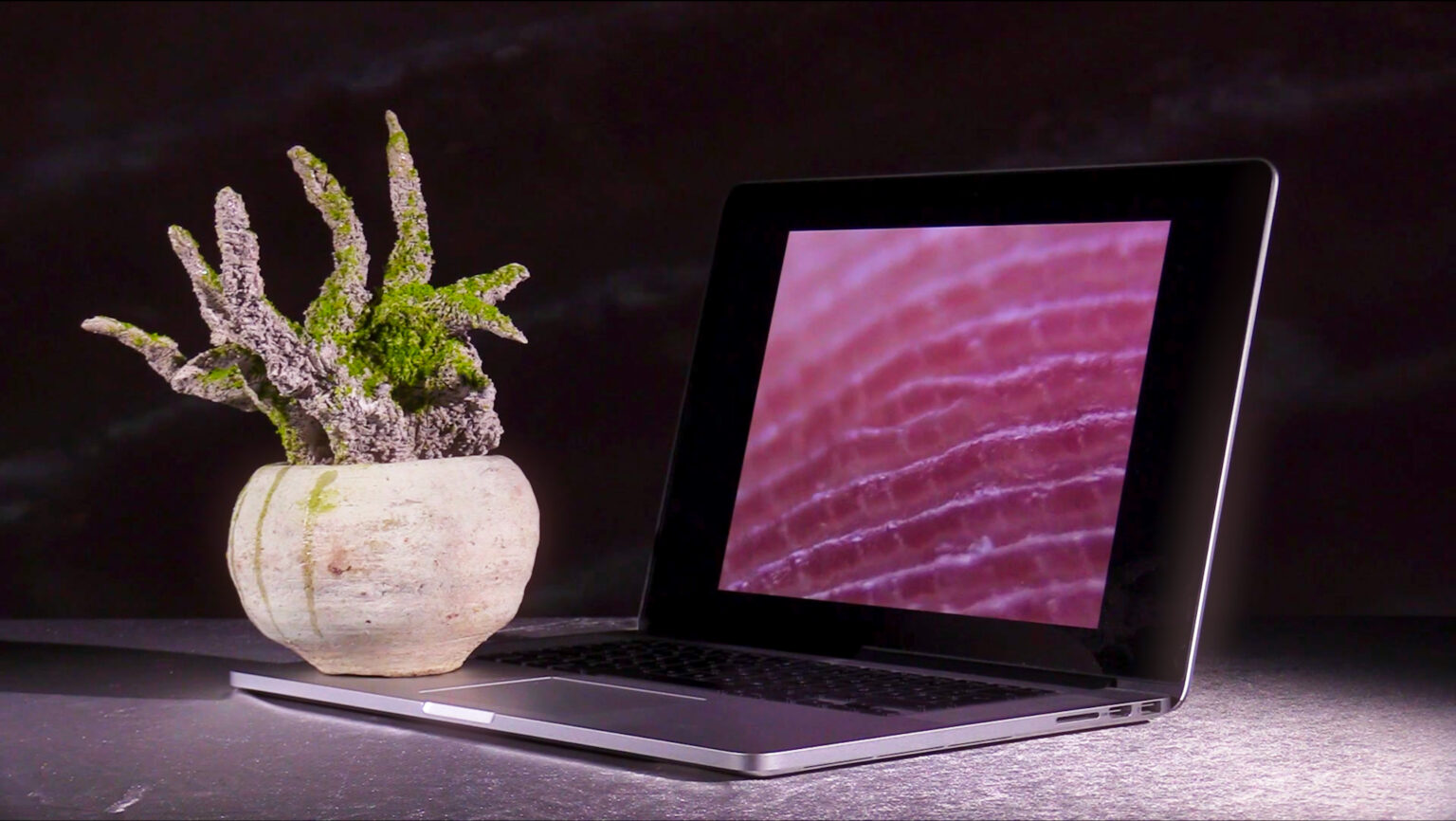 דפוס פעולה, טליה שליט