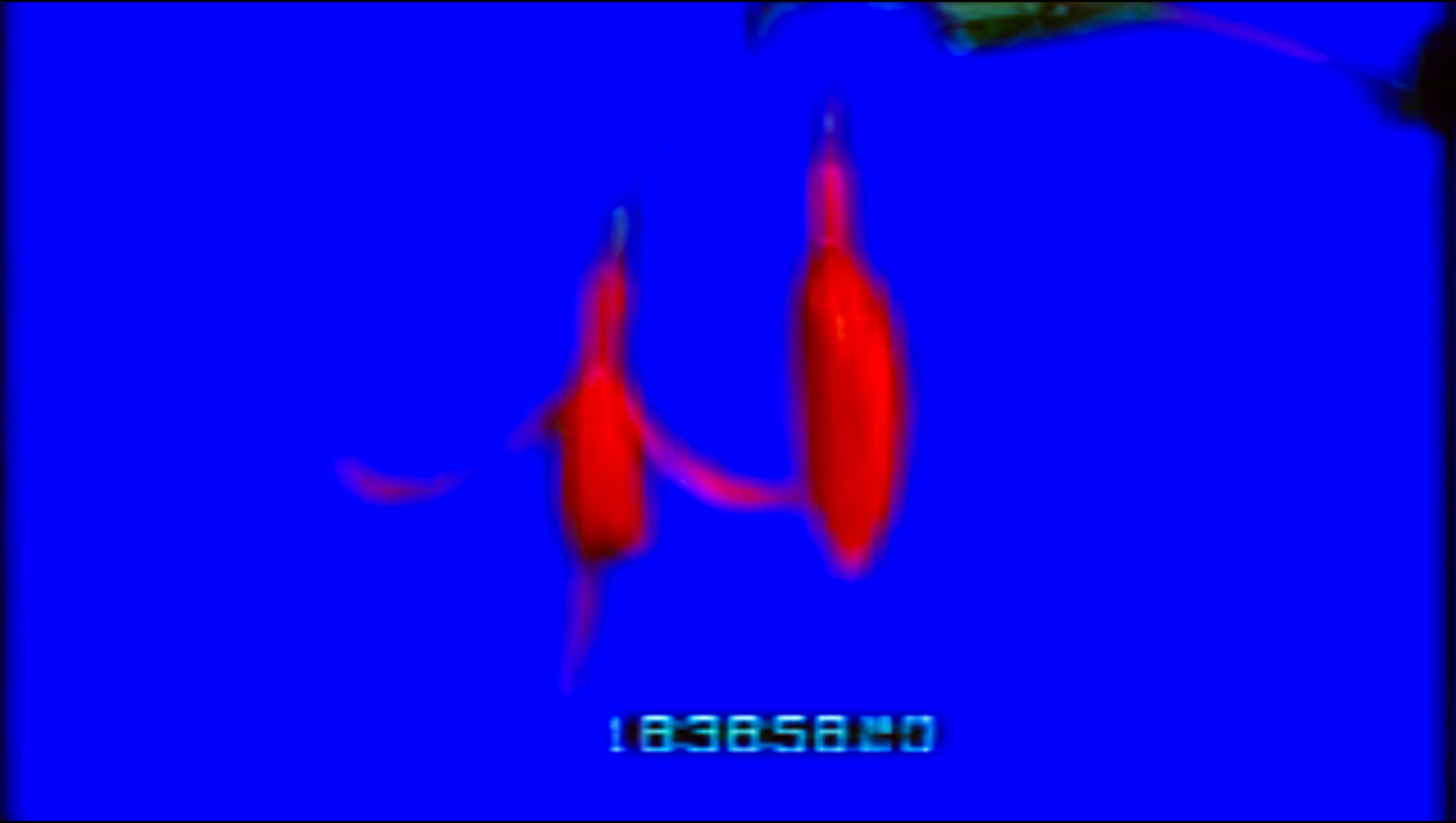 דפוס פעולה, טליה שליט, בלוייע צייט